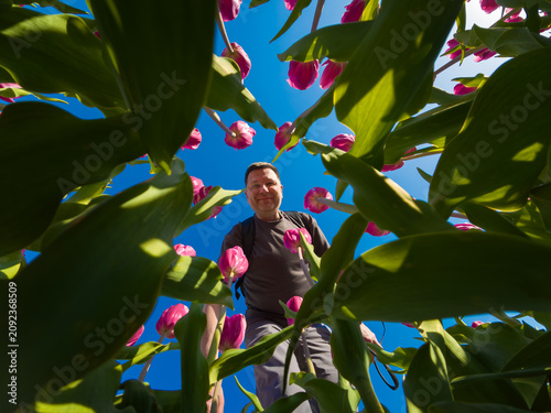 Smiling man standing amidst pink tulips