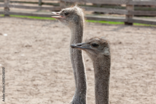 Portrait Of Two Ostrich Heads And Long Necks