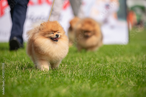 Pies Szpic miniaturowy, pomeranian 