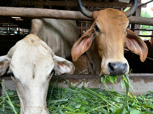 Fotografie zoological photograph capturing domesticated Bos indicus cows ruminating fresh g