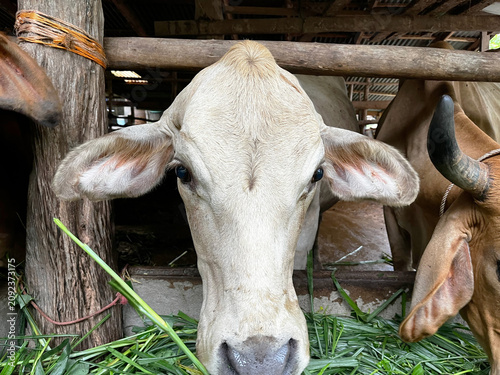Fotografie zoological photograph capturing domesticated Bos indicus cows ruminating fresh g