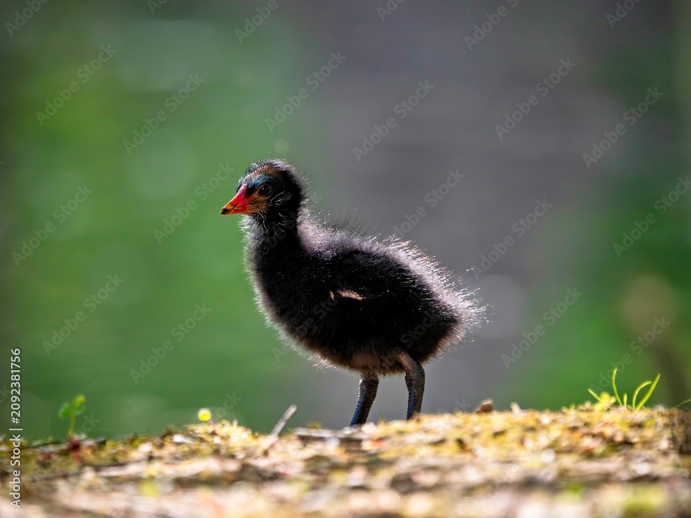 Obraz premium coot chick at the edge of a lake