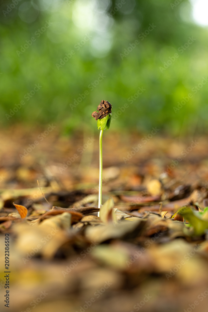 Obraz premium Small Green Sprout Growing From The Ground,Macro,A tiny green sprout emerging from the forest floor, surrounded by fallen brown dry leaves, symbolizing new life, growth, and nature's resilience.