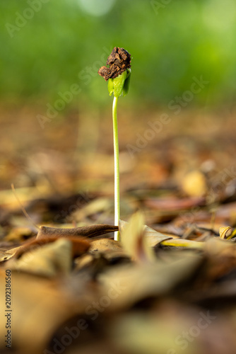 Foto Small Green Sprout Growing From The Ground,Macro,A tiny green sprout emerging from the forest floor, surrounded by fallen brown dry leaves, symbolizing new life, growth, and nature's resilience