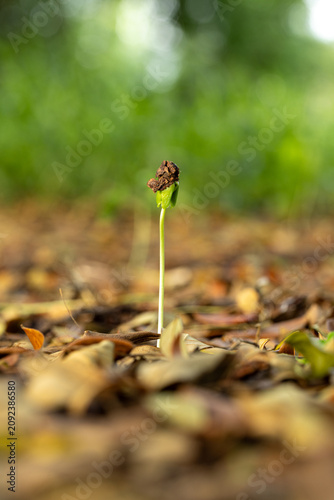 Small Green Sprout Growing From The Ground,Macro,A tiny green sprout emerging from the forest floor, surrounded by fallen brown dry leaves, symbolizing new life, growth, and nature's resilience.