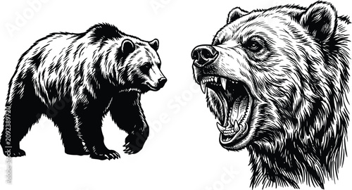 Vászonkép Detailed Bear Illustration with Roaring Grizzly Head and Walking Bear Line Art