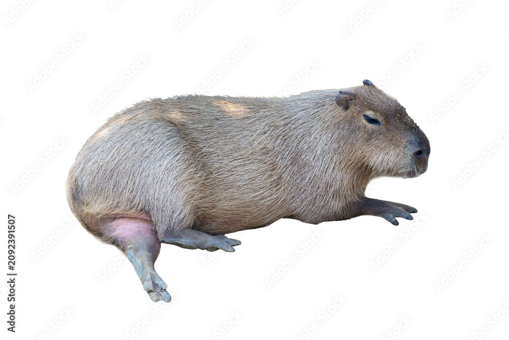 Fototapeta premium Capybara (Hydrochoerus hydrochaeris) resting, full-body view of the world's largest rodent