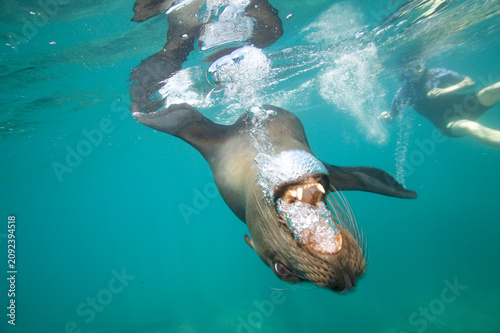 Canvas Print Galapagos sea lion swimming aggressively near the Galapagos Islands
