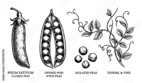 Canvastavla Vintage botanical pea pod vector sketch set with detailed hand drawn open pods f
