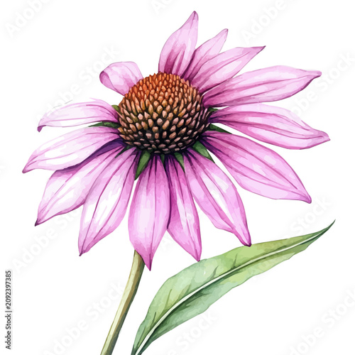 Purple Coneflower Branch, watercolor painting capturing graceful lines and soft blended shades, isolated on a white background.