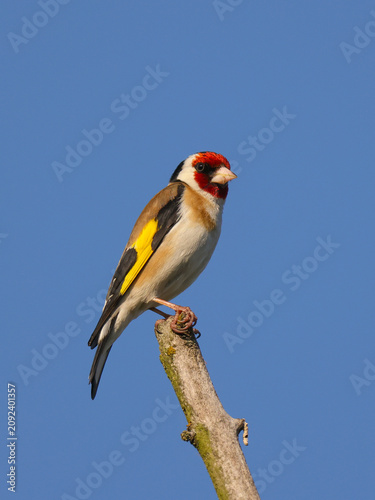 Goldfinch - a colorful bird sitting on the top of a tall branch. against the blue sky