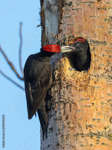 A male black woodpecker feeds its chick sitting in the hollow of a large tree.