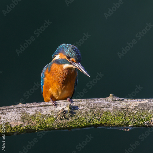 A fish-hunting kingfisher sits on a branch in the sunlight