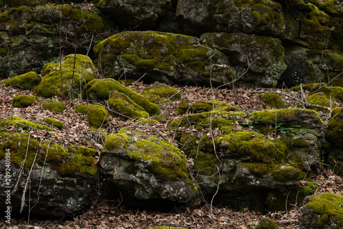 Tableau sur toile Background. Green moss on the rocks