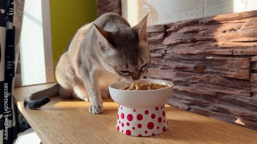 Singapura cat eats dry food from ceramic bowl in warm sunlight at home. Pet care, animal nutrition, healthy feeding, veterinary, companion animal, responsible ownership, lifestyle, everyday routine