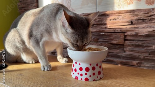 Singapura cat eats dry food from ceramic bowl in warm sunlight at home. Pet care, animal nutrition, healthy feeding, veterinary, companion animal, responsible ownership, lifestyle, everyday routine