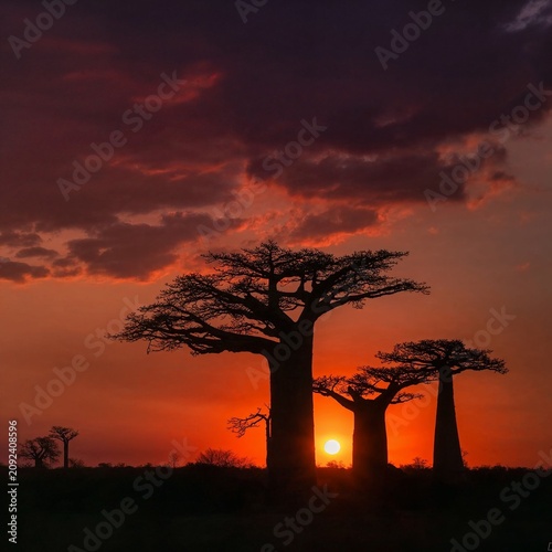 Quadro su tela Magnificent baobab trees silhouetted against a dramatic African sunset