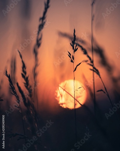 Golden sunset shining through wild meadow grass creates a peaceful natural atmosphere. Warm light and soft focus make this image ideal for seasonal, rural and inspirational visual content.