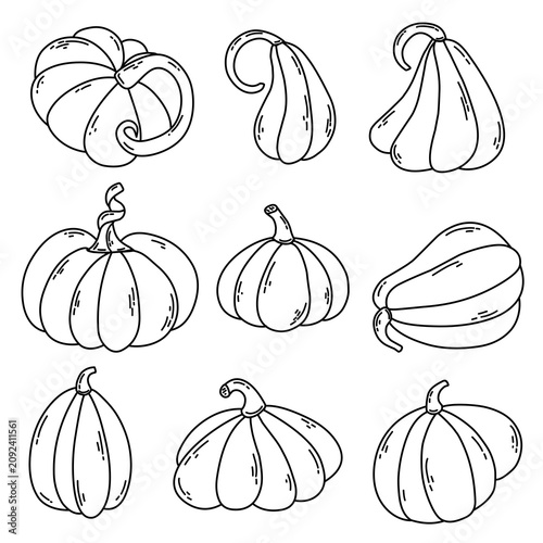 Doodle set of pumpkin Illustration design isolated n white background. Vector graphic pumpkin, linearity style suitable for autumnal season, harvest, and food Illustration.