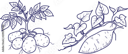 Konstfotografi Starch crop icons, root vegetable potato and sweet potato with leaves and tubers, healthy food for vegan diet, harvest time