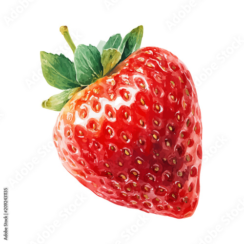 Obraz na plátně Strawberry watercolor vector, hand-painted style, high-quality illustration isolated on white background