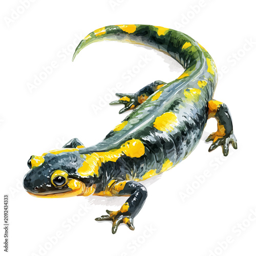 Obraz na plátne Salamander watercolor artwork, high-quality professional vector illustration isolated on a white background