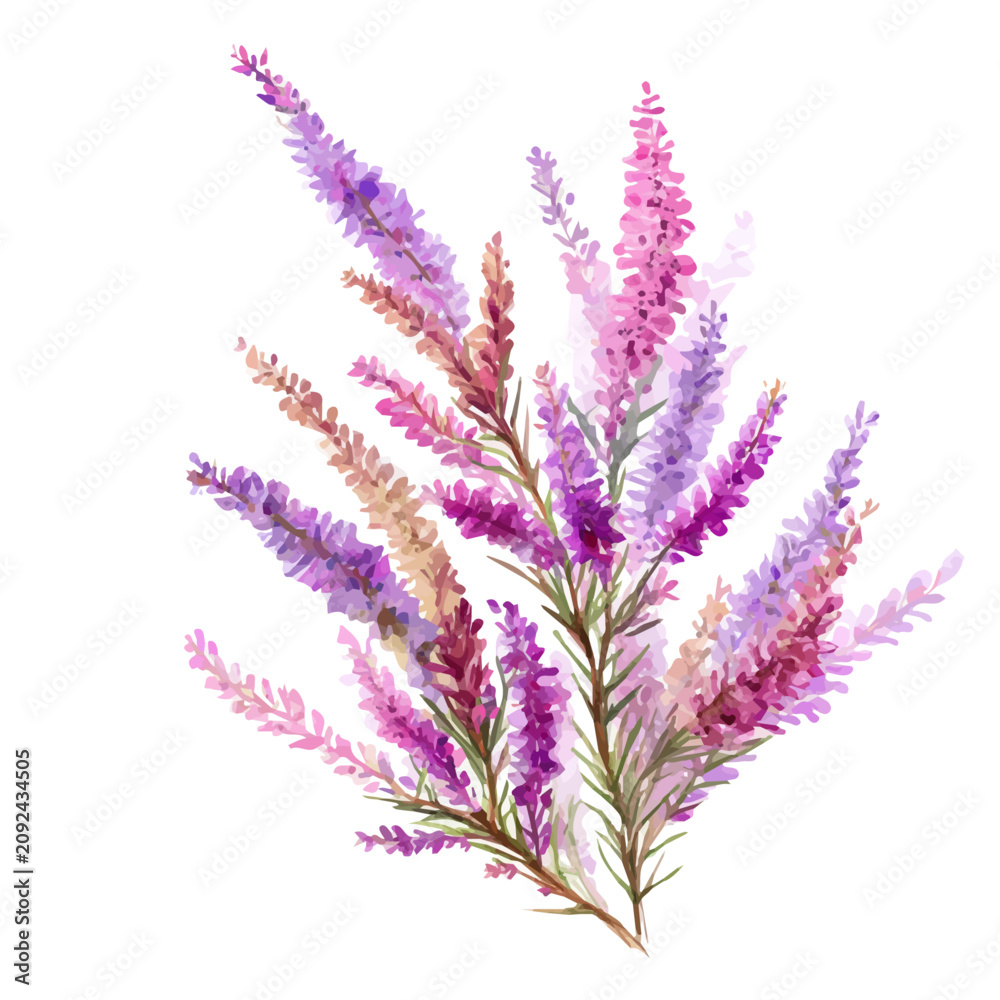 Fototapeta premium Heather watercolor artwork, high-quality professional vector illustration isolated on a white background.
