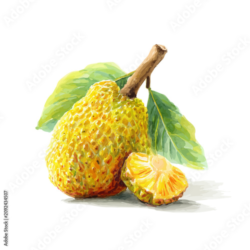 Photography Jackfruit watercolor artwork, high-quality professional vector illustration isolated on a white background