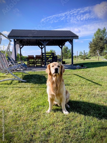 Obraz na płótnie Golden retriever dog sitting on green lawn in backyard near gazebo, domestic can