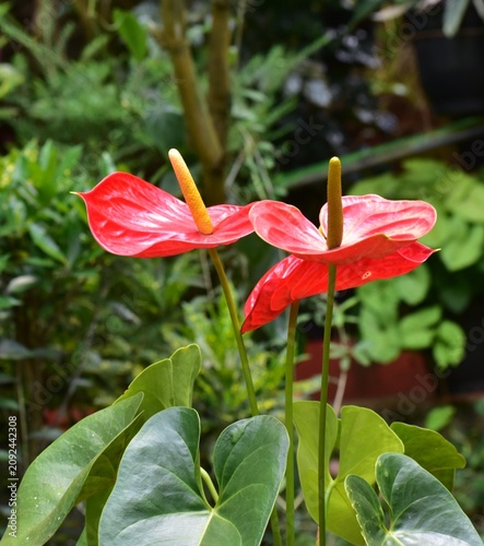 Anthurium flowers