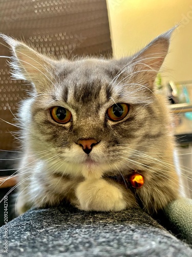 Foto munchkin cat, the pose is resting its chin. relaxed and cozy