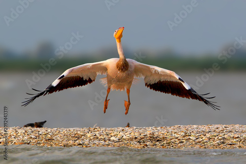 Great White Pelican [Pelecanus onocrotalus] landing with wide open wings on a coastal shell beach, front view.