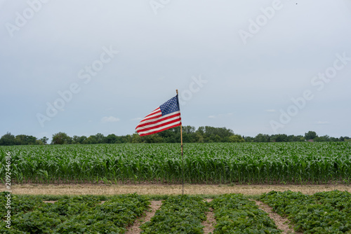American flag waving over a green corn field on a rural farm.