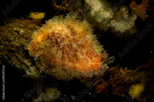 Dirty Cowry, Cyprea spurca, Erosaria spurca, Mediterranean sea, Sardinia, Italy
