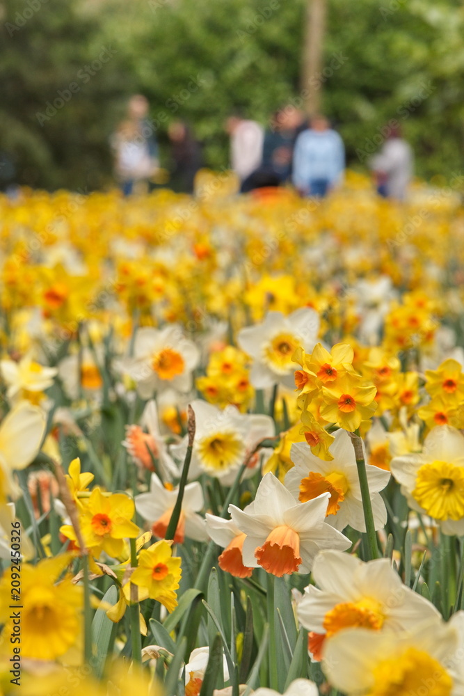 Fototapeta premium Vast field of blooming yellow and white daffodils in a spring park.
