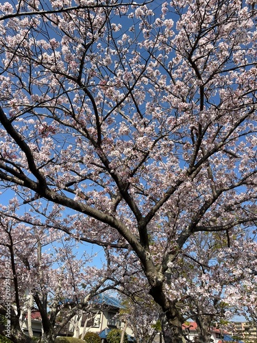 cherry blossom trees