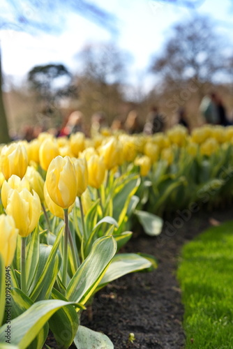 Beautiful vertical view of yellow tulips blooming in Keukenhof park.