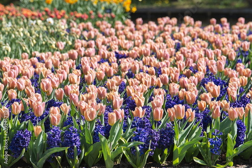Bild auf Leinwand Beautiful combination of peach tulips and purple hyacinth flowers blooming in Keukenhof park