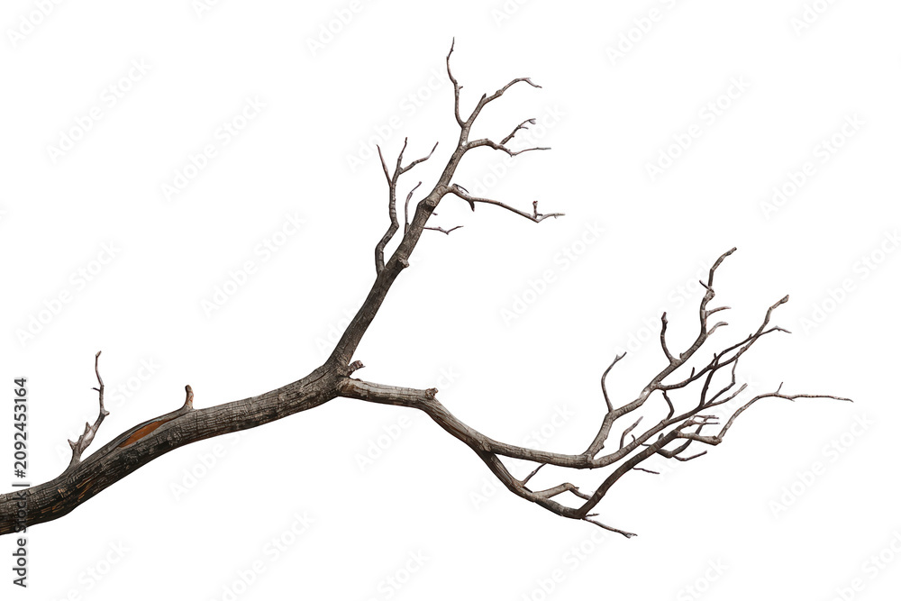 Fototapeta premium Dry, skeletal tree branch with cracked bark, experiencing natural decline and aging, on a transparent background