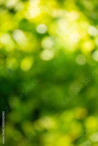 green bokeh background