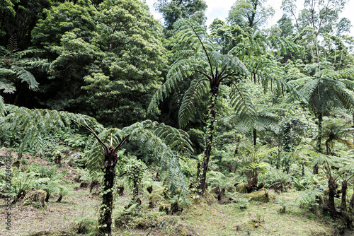 Tableau sur toile forêt primaire sur l'île de Sao Miguel