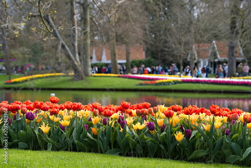 Bild auf Leinwand Colorful Tulips by the Pond in Keukenhof Spring Garden