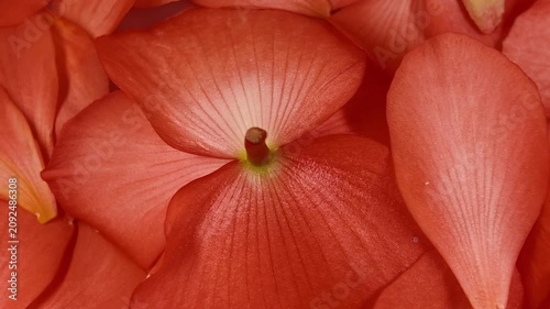 Slow cinematic movement over glowing orange flower petals creating an elegant abstract botanical background. Ideal for presentations, websites, advertising, packaging, titles and creative video projec