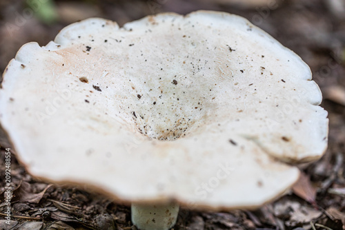 A close up picture of a Downy Milk Cap Mushroom/ Lactarius Pubescens.