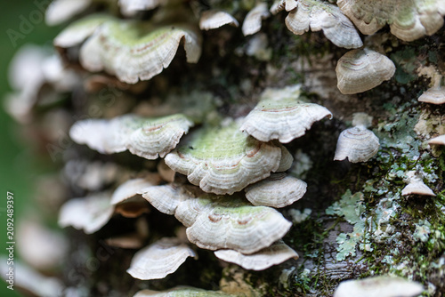 Quadro su tela A close-up Violet-Toothed Polypore mushroom