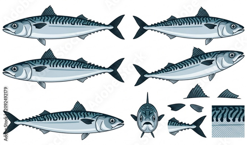Tableau sur toile Atlantic mackerel fish vector set with realistic seafood illustrations isolated