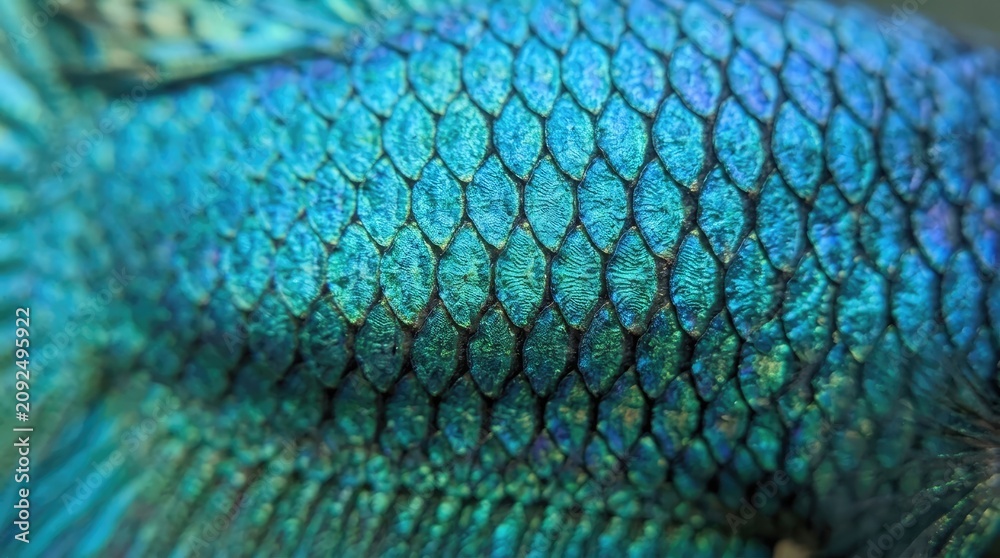 Obraz premium Close up view of shiny blue and green fish scales texture