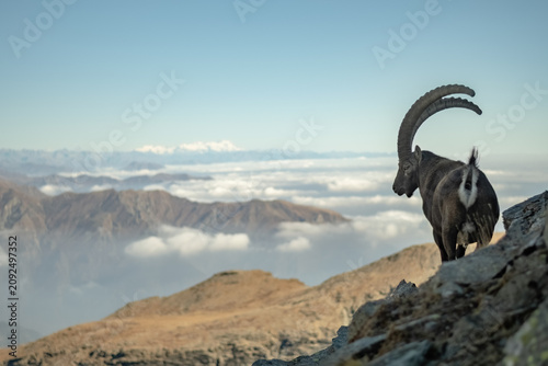 Quadro su tela Aerial view of a male European Alpine Ibex (Capra ibex) standing on a rocky ledge against crests and clouds background, Monviso natural park, Cottian Alps, Piedmont, Italy