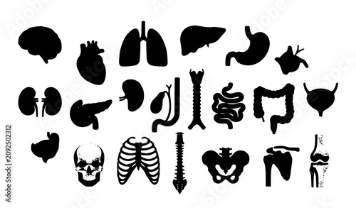 Tableau sur toile Human anatomy illustration organs and skeletal system black silhouettes
