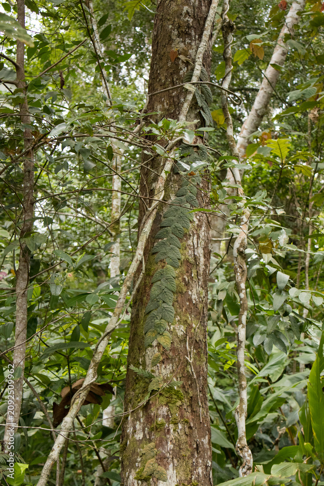 Fototapeta premium Patterned Epiphyte Plant on Mossy Branch